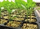 Crescimento hidropônico de Microgreen de 72 furos plástico plantando Tray With Drain Hole