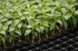 128 bandejas 1020 de pouco peso da propagação das bandejas da semente do polipropileno dos furos para o vegetal