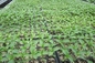 plântula plástica Tray Greenhouse Nursery Seed Tray dos QUADRIS de 200 células da propagação 1L