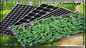 Plântula plástica Tray With Dome For Microgreens do preto do PVC do picosegundo do potenciômetro do ramo do assoalho