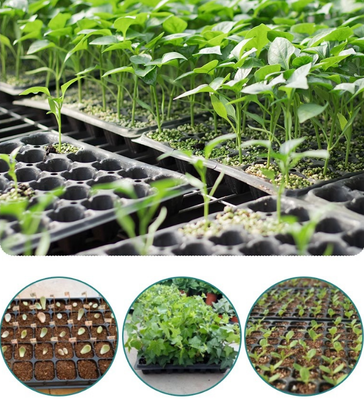 Caixa de semeadura, caixa de células, plantação de bandejas, vasos de semeadura, copos de semeadura, caixas de semeadura - tudo para sementes multifuncionais e cultivo de sementes de vegetais e brotos.