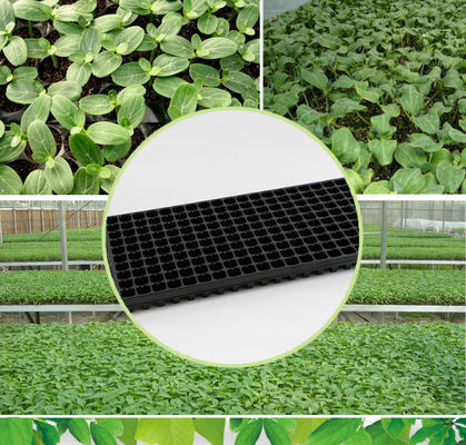 Caixa de sementes, caixa de células, quadro de suporte, caixa de sementes, caixa de sementes de chili, caixa de sementes, caixa de sementes para o cultivo de sementes, caixa de milho e sorgo ultraespessos, caixa de sementes espessas,ultra-ti