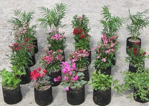 Sistema de cultivo hidropônico sacos de plástico de cultivo suave gerar bolsas de infância flor de peônia
