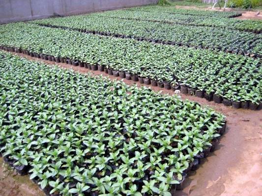 Potes de plantas hidropónicas de plástico macio, cereais, peso leve