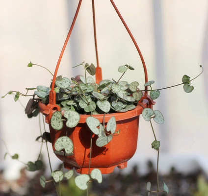 Gancho de plástico que pendura uma panela de flores na parede do quarto sem revestimento