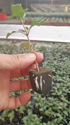 32, 50, 98, 108, , 200 bandejas de semeadura, bandejas de semeadura, suportes de semeadura